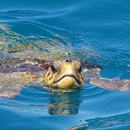 Fiore , 200m From Square * Argostoli (Kefalonia)