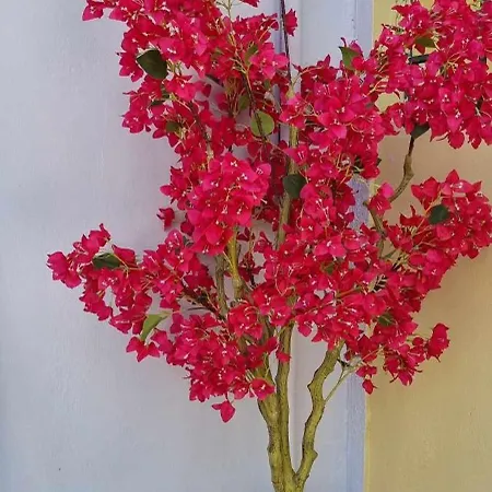 Fiore , 200m From Square Semesterbostad